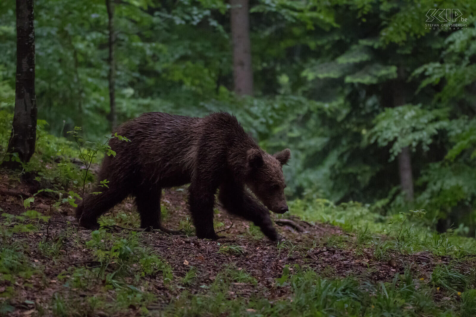 Notranjska - Juvenile brown bear  Stefan Cruysberghs
